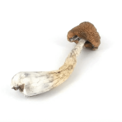 Dried melmac mushrooms with thick stems and wavy caps